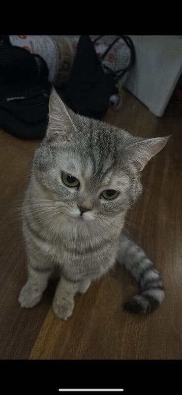 Britan, Erkək, Cütləşmə üçün, Pulsuz çatdırılma