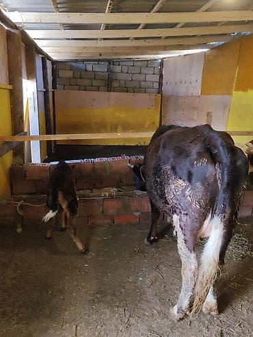 Dişi bala ilə. 12ltr süt verir. Qiymətdə razılaşmaq olar - Şəkildəki