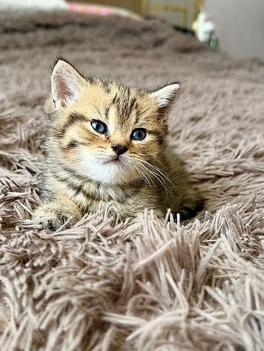 pişik sumkasi: Britan, Erkək — 6