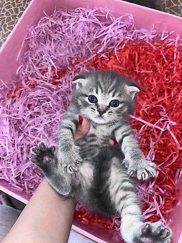 Balıqlar: Şotland yastı qulaq — 3