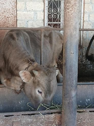 Телята: Super kök erkək danalardı kom satılır real alıcıya endirim oluncaq — 9