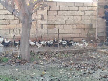 toyuq su qabı: Temiz kend colpalari 2 ayliq tam saglam topdan satis — 2