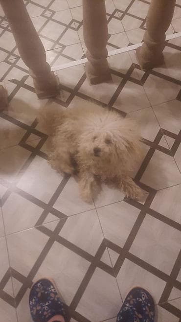it balaca: Pudel, 1 il, Erkek, Peyvəndli, Ödənişli çatdırılma — 2