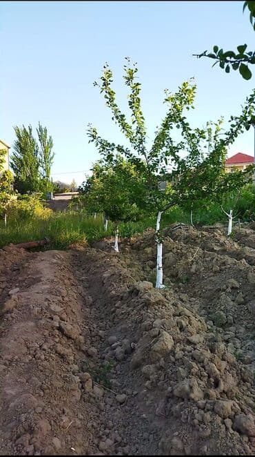 2 sot, Tikinti, Mülkiyyətçi, Kupça (Çıxarış) — 5