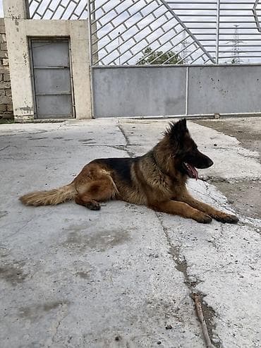 afcarka satilir: Alman çoban iti, 1 il, Erkek, Peyvəndli, Ünvandan götürmə — 2