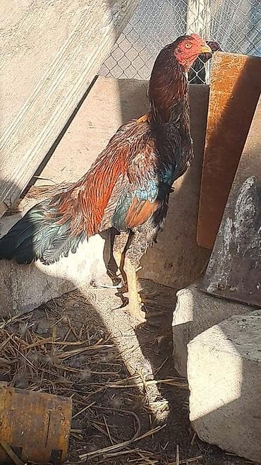 K/t heyvanları üçün mallar: Salam aleykum hər kəsə heyratı xoruzu satılır şamo+türk 2 yaş 3 4 — 5