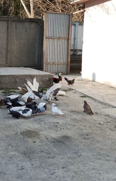 мейн кун купить в баку: Göyərçinlər Əvvəla Salam Aleykum. Göyərçinlər satıram (Mingəçevir — 3