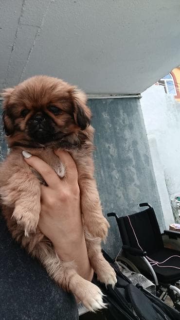 Pekines