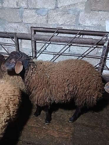 Pişiklər: Salam ərkey toğludur təmiz qızıl qulaq cinsidi damazdığ saxlanılası — 4