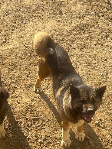 barter itlə: Akita-inu, 2 il — 4