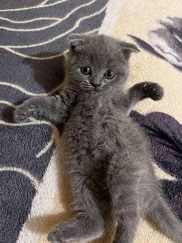 bərə çəkən: Şotland yastı qulaq — 4