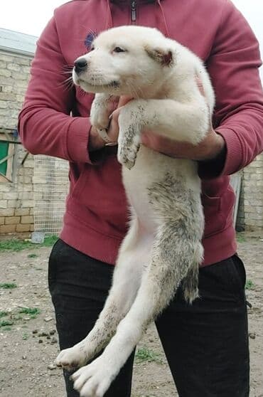 купить собаку в бишкеке: Самка, С прививками — 8