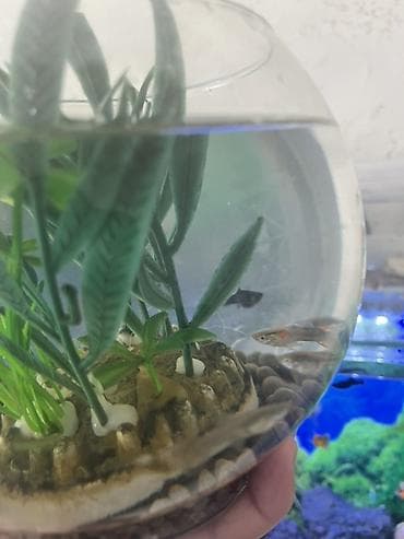 balix: Yumru akvarium, Balıqlarla birlikdə, 3 l — 2