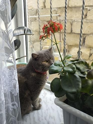 Quşlar: Britan, Erkək, Yaxşı əllərə, Ünvandan götürmə — 3