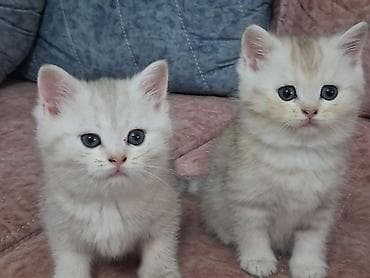 Gəmiricilər: Britan, Erkək, Yaxşı əllərə, Rayonlara çatdırılma — 1