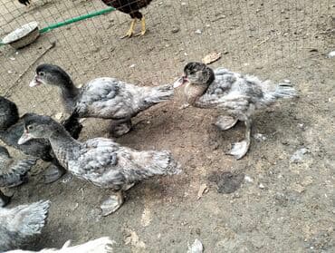 lal ördekler: Məhsul: Misk ördəkləri (indi gənc ördəklər) - Rəng: Boz-gümüşü — 2