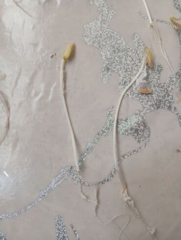 hilba toxumu qiymeti: Məhsul: yemiş filizləri (sprout) Təsvir: təbiət bitkilər - Təzə — 1