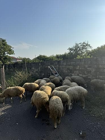 at şəkilləri: Qoyun sürüsü satılır təcili maşınla barter edirem eden varsa. - Növ — 1