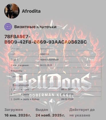 doberman it: Doberman, 1 ay, Dişi, Sənədli, Ünvandan götürmə — 9