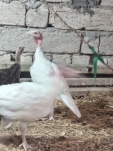 Heyvanlar: Məhsul: Hind quşları (puranalar) Təsvir: - Şəkillərdə göstərilənlər — 1
