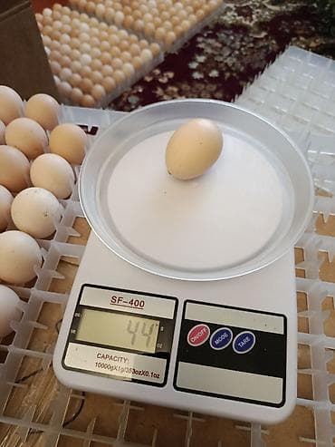 Полностью автоматическая — 3