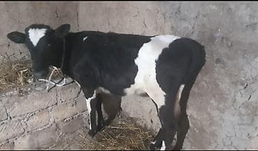 qala cinsi qoyun: Salam bu mal satlmır. barter edirəm. yerli dana ilə. bu heyvan 5 — 3