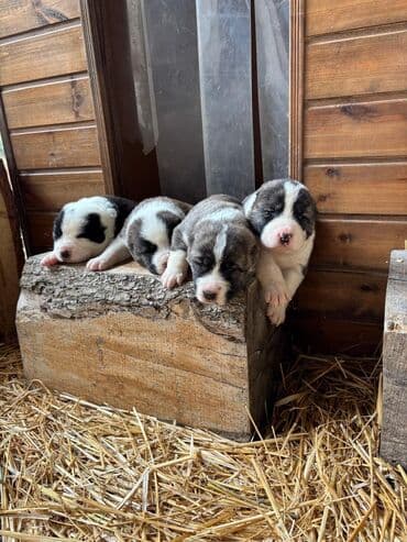 siam pişiyi qiyməti: Alabay, 1 ay, Peyvəndli — 4