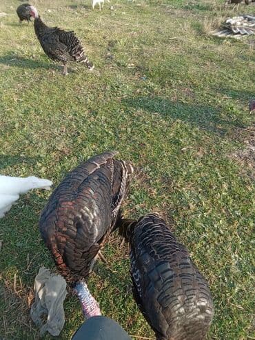 Məhsul: Hinduşka sürüsü Təsvir: - Şəkillərdə ağ və tünd — 5