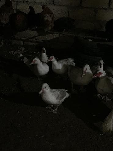 kanqal satisi: Lal ördəklər satılır qiymət sonu 30 azndi yumurtalıqdı — 2