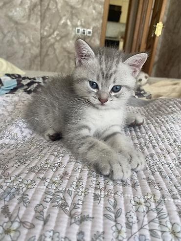 Кошки: Шиншилла, Самка — 7