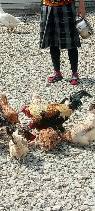 xoruzun cinsiyyet orqani: Məhsul: Xoruz Təsvir: - Rəngarəng tüklü, baş və boyun hissəsi açıq — 2