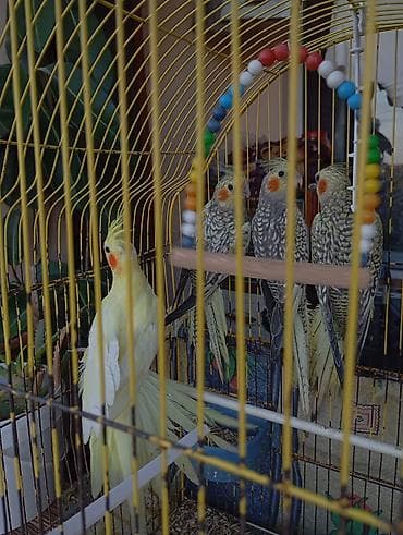 Salam tam sağlam korellalardir sağlamlıqlarina başımnan cavabdehem — 2