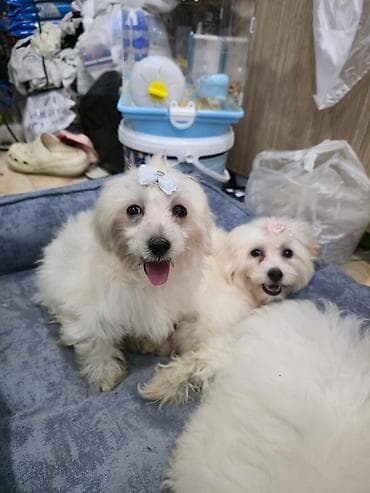 pişik sekilleri: Yaxşı əllərə — 3