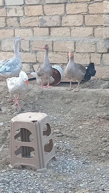 it satisi: Qazlar – ətlik və yumurtalıq sürü cem seklde satlir - Növ: kənd — 4