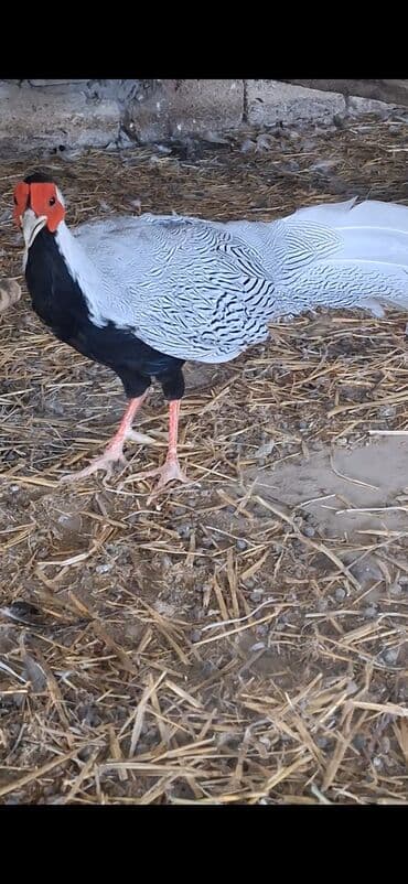 babil quşu: Satılır: dekorativ gümüş fazan (Silver Pheasant) Xüsusiyyətlər: - — 3