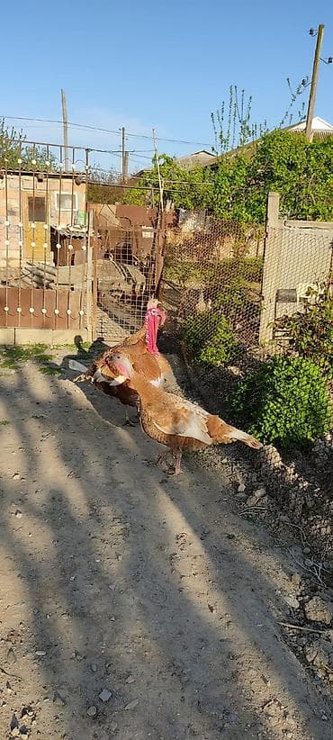 tutuquşu yemi: Erkək, Damazlıq — 2