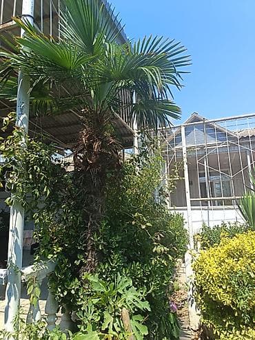 baliq topdan satis: Məhsul: Trachycarpus fortunei (kürd xurması/çəhrayı azarkeş xurması — 4