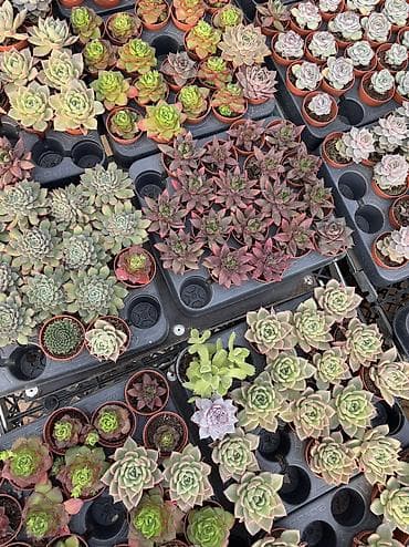 mini drel: Mini sukulentlər 1əd 8azn — 1