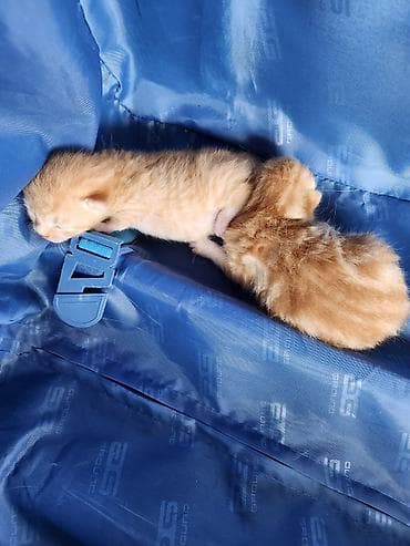 pişik pers: Erkək, Yaxşı əllərə — 1