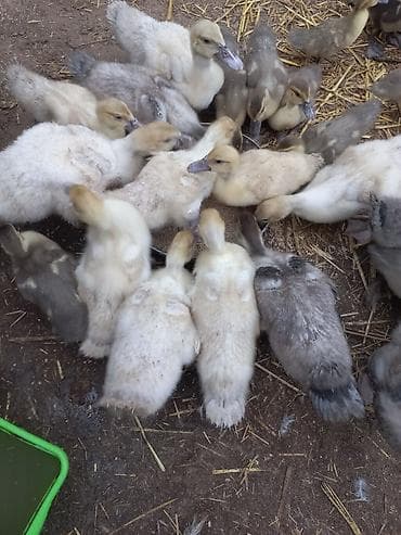 Lavanda macar zümrüd bala ördəkləri satılır lalafo.az -da Lavanda macar zümrüd bala ördəkləri satılır