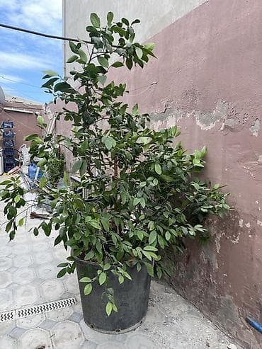 apelsin agaci: Limon ağacı – iri dibçəkdə - Növ: sitrus, limon - Dibçək: böyük — 1