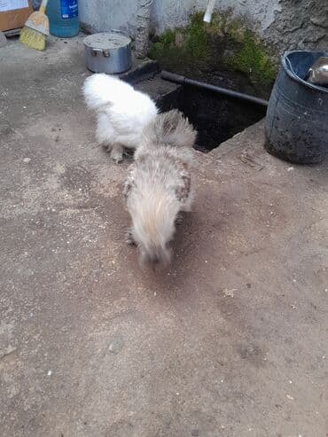 Toyuq, Damazlıq, Ödənişli çatdırılma — 9