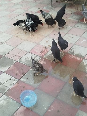 Toyuq, Damazlıq lalafo.az -da Toyuq, Damazlıq