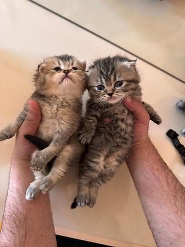 boyumeyen pisik: Britan — 9