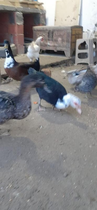 mandarinka ördəyi: Muscovy (indo) ördəkləri – yerli təsərrüfatdan. Xüsusiyyətlər: - — 4