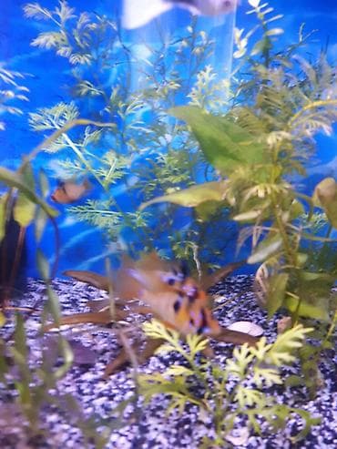 akvarium baliqlari satisi: Sülhsevər — 4