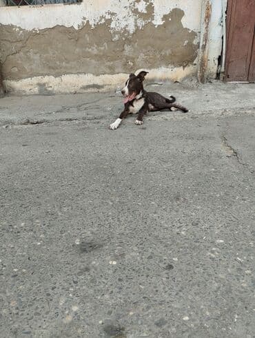 İtlər: Pitbul, 6 ay, Erkek, Peyvəndli, Ünvandan götürmə