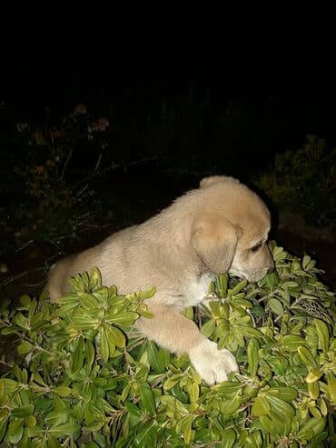 Alfa Romeo: Zvanok balası – erkək, 3 aylıq. Qurd dərmanı verilib. Şirin, sakit — 2