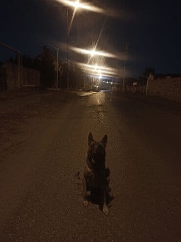 Gəmiricilər: 2 il, Erkek, Cütləşmə üçün, Ünvandan götürmə — 2