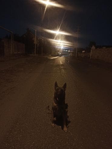 Heyvanlar üçün mallar: Belçika çoban iti, 2 il, Erkek, Peyvəndli — 4